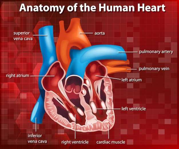 Значение левого желудочка в работе сердца